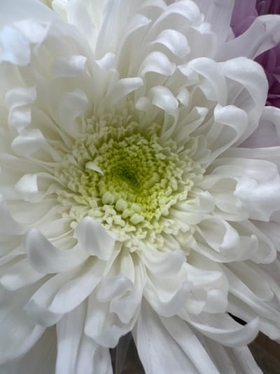 A close-up, overhead view of a white chrysanthemum flower with a light green center is presented. The flower's petals are layered and appear to be slightly curled. In the upper right corner, a portion of a purple flower is visible, suggesting the chrysanthemum is part of a bouquet or arrangement. The image is a still photograph, and no people, actions, or specific environmental details beyond the flowers themselves are depicted. The location in Kent, United States of America, is not discernible from the image content.