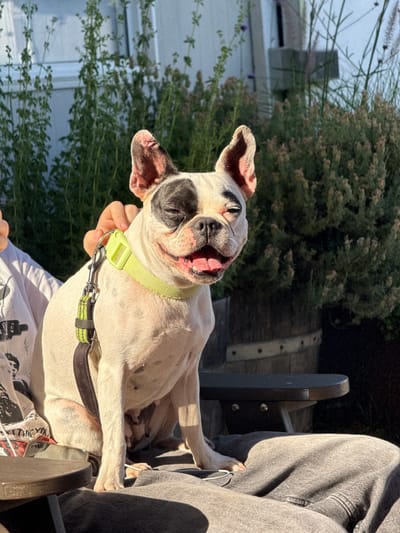 In a bright, outdoor setting, likely a yard or patio, a white French Bulldog with black markings is held by an unseen person. The dog is lying on its back, its head tilted back and mouth open in what appears to be a happy or panting expression. It wears a lime green collar with a leash attached. Sunlight casts shadows, suggesting it is daytime. Behind the dog, lush green bushes and trees are visible, along with hints of outdoor furniture and a building. The overall mood is cheerful and relaxed, with the dog seeming to enjoy the warm weather and attention. The image appears to be taken in the Golan Regional Council, Israel, as per the provided context.