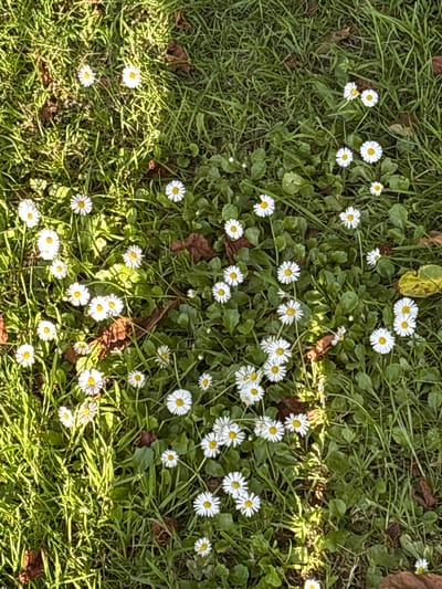 The image is an overhead, close-up shot of a patch of green grass dotted with numerous white daisies, most of which have yellow centers. There are also a few scattered brown fallen leaves on the ground. The lighting suggests it is daytime, with strong sunlight casting shadows across the grass and flowers. The scene appears to be a section of a park or garden, consistent with many green spaces found within the city of Cork, Ireland, such as Fitzgerald's Park or the grounds surrounding the University College Cork campus. There are no people or animals visible in the image, and the focus is entirely on the natural elements of the flora and ground cover.