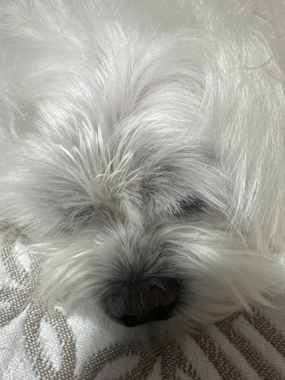 This media file is a close-up, top-down view of a white dog's fur and nose. The dog appears to be resting on a textured surface, possibly a blanket or rug, which has a pattern of diagonal stripes in light brown and white. The fur is long and fluffy, with strands of white hair fanning out. The dog's nose is dark and slightly damp, with some shorter, graying hairs around it. The overall impression is one of comfort and relaxation, with the soft textures of the fur and the bedding suggesting a cozy environment. The lighting is soft and diffused, indicating it might be daytime, but without strong direct sunlight. There are no visible people, text, or specific location cues beyond the provided context of Kumertau, Russia. The image focuses on the tactile qualities of the dog's coat and the intimate detail of its snout.