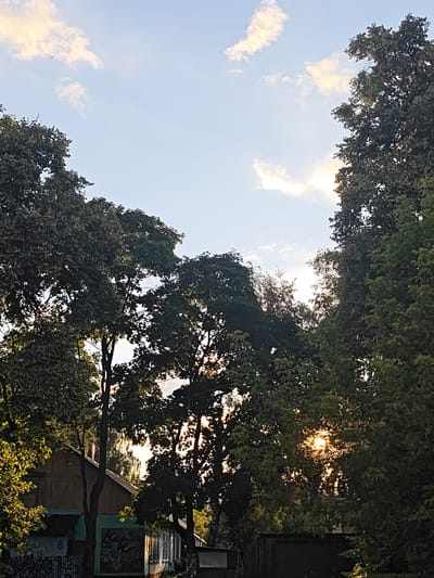 The image depicts a view of trees and a building with a clear sky above, suggesting an outdoor scene. The sun is visible, partially obscured by the foliage of the trees, casting a warm glow. The building appears to be a residential structure with a roof and windows, and a fence is visible in the foreground. The sky is light blue with some scattered clouds. The overall impression is that of a sunny day in a somewhat rural or suburban setting. The specific location in Rodniki, Russia is not discernible from the visual information present.
