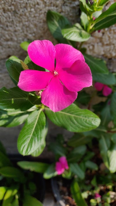 A vibrant pink periwinkle flower with five petals is in sharp focus, centrally positioned in the image. Its green leaves surround the flower. Additional, less sharply focused periwinkle flowers are present in the background. A concrete surface is visible to the left of the main flower. The location is presumed to be in La Joya, Mexico, as indicated by the prompt.