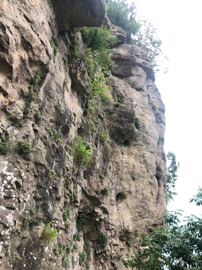 The image presents a geological formation, specifically a limestone cliff face, located in Bolsover, United Kingdom. The rock is predominantly light brown with varying shades of grey and dark brown patches. The cliff's surface is rugged, with numerous cracks, crevices, and holes evident across the structure. Vegetation, including grasses, ferns, and small leafy plants, grows sparsely across the rock face, adding a touch of green to the scene. A few trees are visible at the top of the cliff and to the right, partially obscuring the view with their foliage. The sky appears overcast, providing a diffused, natural light source.