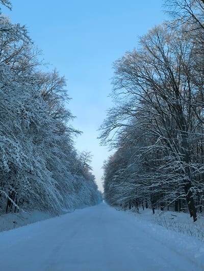A snow-covered road stretches straight ahead, flanked by dense, snow-laden trees. The trees form a tunnel-like structure, their branches heavily coated in white. A blue, almost cloudless sky peeks through the tree canopy. The road and surrounding ground are uniformly white with snow. The scene evokes a sense of winter stillness and isolation.