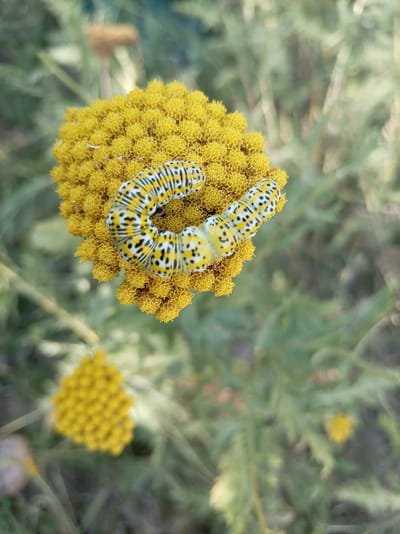 A close-up, eye-level shot captures a caterpillar with a yellow and black striped pattern resting on a cluster of small yellow flowers. The caterpillar is curved, with its body segments clearly defined and dotted with black spots. The flowers are dense and tightly packed, forming a rounded shape. The background is softly blurred, showing green foliage and a hint of another yellow flower cluster further in the distance. The scene is set outdoors, in a natural environment. This image does not contain any information about the city of Oymaut, Kazakhstan.