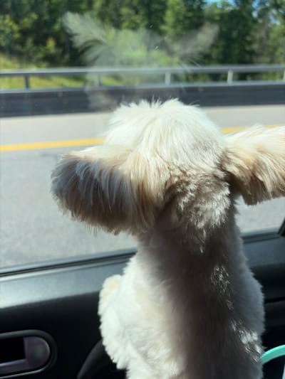 A fluffy white dog with its head out of a car window is captured from behind. The dog's ears are perked up and covered in long, shaggy fur that partially obscures its face. The background outside the window shows a blurred landscape of green trees and a road with a yellow line. The interior of the car is visible in the foreground, with a dark door panel and a silver door handle. The image appears to be taken in bright daylight, with sunlight casting shadows on the dog's fur. The location in Voronezh, Russia is not evident from the image content.