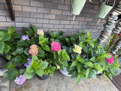 In Nizhnyaya Shilovka, Russia, a collection of potted hydrangea plants with vibrant pink, purple, and light yellow blooms are arranged along a textured brick wall. The hydrangeas, with their lush green foliage, are planted in black pots and one white wicker basket. The ground is paved with irregular stone tiles. Above the plants, two green hanging planters are suspended from a wooden beam attached to the brick wall. To the right, a decorative stack of smooth, grey stones and greenery creates a vertical accent. The scene appears to be an outdoor garden or patio area.