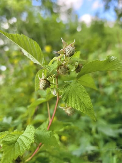 A close-up, vertical shot captures a raspberry branch with several developing green raspberries and leaves against a blurred background of lush green foliage and a bright blue sky with scattered white clouds. The raspberries are small and spherical, with visible drupelets and a light green hue, still unripe. Some have delicate strands of stamen extending from them. The leaves are vibrantly green, serrated along the edges, and show prominent veins. The branch itself is reddish-brown and angled. The overall impression is one of a natural, outdoor environment, possibly a garden or wild growth, with a shallow depth of field focusing attention on the fruit and leaves. The location is identified as Malaya Shil'na, Russia, suggesting a rural or suburban setting in that region.