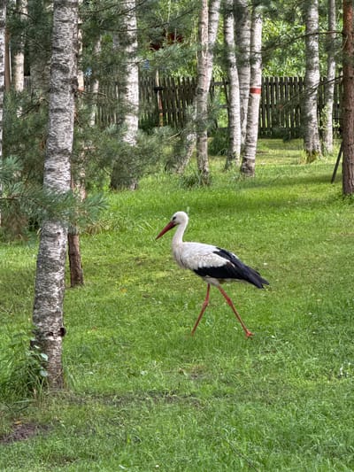 The image depicts an outdoor scene with a stork walking on a grassy area. The stork is predominantly white with black wing feathers and long, bright red legs and beak. It is positioned in the center-right of the frame, walking towards the right. The environment consists of lush green grass, with several birch trees and some coniferous trees in the background. A wooden fence is visible behind the trees, and a hint of red paint can be seen on one of the birch tree trunks. The lighting suggests it is daytime. The location is identified as Žibininkai, Lithuania. There are no people visible in the image.