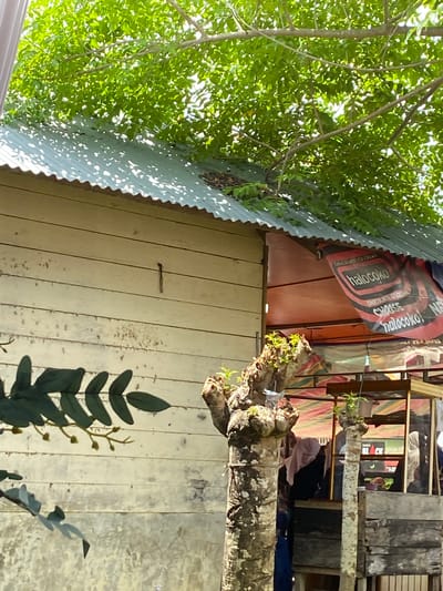 This image captures a rustic outdoor scene in Matangbaroh, Indonesia, featuring a simple building adjacent to an outdoor stall, both shaded by dense foliage.

The left half of the image is dominated by a single-story structure with light-colored, weathered wooden plank walls, arranged horizontally. The paint on the planks shows signs of chipping and discoloration. A dark, S-shaped object, possibly a metal chain or wire, is vertically affixed to the wall near the top center. The building is topped with a corrugated metal roof, exhibiting a silver-grey hue and distinctive ripples. Sunlight filters through overhead trees, casting a pattern of dappled shadows across the roof.

To the right, an outdoor stall is partially visible. It features a dark-colored base constructed from rough wooden planks, topped with a glass-fronted counter or display area. Above the stall, a red and black banner or tarp, displaying "CHOCOLATE ICE CREAM" and the brand name "halocoko," is draped. Another, multi-colored striped tarp (red, orange, yellow, green) provides additional shade behind the banner. Inside the stall, at least three individuals are present. One person on the left wears a light pink or beige hijab and dark clothing, facing away from the viewer. Another figure to the right within the stall wears a light-colored head covering, possibly a white or light grey hijab. Their actions are not definitively discernible, but they appear to be tending to the stall.

Two tree trunks, heavily pruned or trimmed, stand prominently in the mid-ground. The larger trunk on the left has rough, light-colored bark and numerous new green shoots sprouting from its top and sides. A thinner, similar trunk is visible further right, also bearing new growth. Dense green tree canopy occupies the upper portion of the frame, contributing to the strong shadows cast across the scene. In the lower-left foreground, a stylized, dark green metallic or painted branch with leaves is partially in view. The scene is illuminated by bright daylight, suggesting a warm climate.