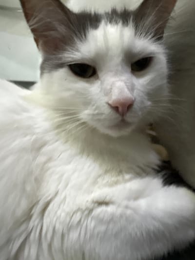 A close-up, vertical, head-on shot focuses on the face of a white cat with grey markings on its ears and head. The cat's eyes are a dark brown, and it has a pink nose and white whiskers. The cat appears to be lying down, with its fluffy white fur filling most of the frame. The background is blurred and appears to be indoors, with hints of a light-colored surface and a darker, out-of-focus area to the right. There is no indication of the city of Vysokoye, Russia, or any specific environmental details related to it.