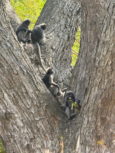 Several dusky leaf monkeys are perched on a large tree branch. One pair is at the bottom of the shot and appears to be grooming, one is on its back with its feet up, and a pair is closer to the top of the image eating some greenery. The rough tree bark provides a textured background, and a glimpse of green foliage is visible through a gap in the branch.