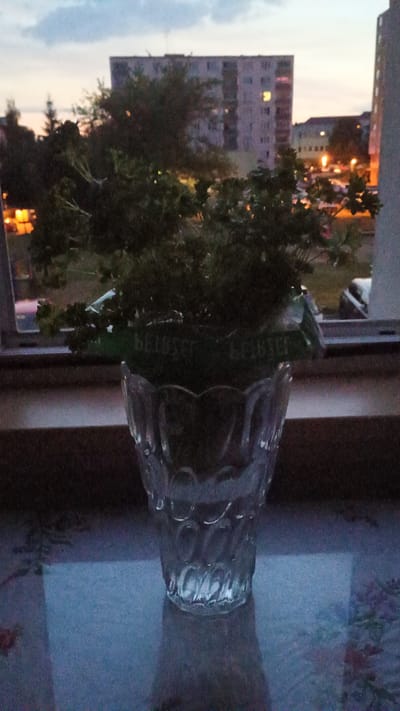 A glass vase holding a small plant sits on a windowsill in Sokolov, Czechia. The vase is clear glass with a decorative pattern. A green label with Cyrillic lettering is visible around the rim of the vase, partially obscured by the plant. Beyond the window, apartment buildings and trees are visible against a twilight sky. Lights are on in some of the apartment windows. The scene appears to be an interior view looking out onto a residential area.