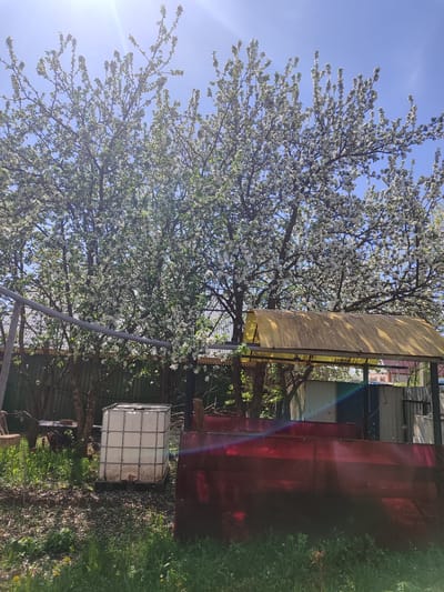 The image depicts an outdoor scene in Malaya Purga, Russia, featuring blossoming trees in the foreground. These trees appear to be in full bloom with white flowers covering the branches.

Behind the trees, a section of a metal fence can be seen, along with a structure that appears to be a lean-to or shed with a yellow corrugated plastic roof and some red corrugated plastic siding.

In the foreground, there is some greenery, including grass and small plants. A large, cube-shaped, white plastic container with a metal cage around it is also visible on the left side of the frame. A metal pipe or pole runs horizontally across the image.
