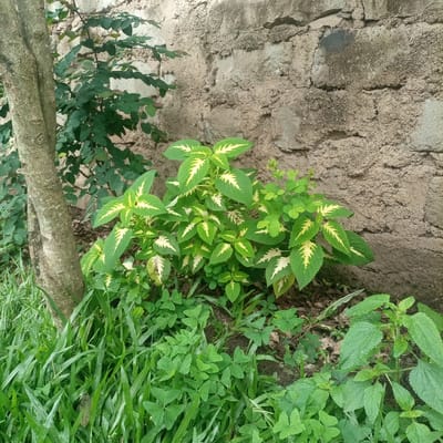 This image, taken in Kimorori/Wempa ward, Kenya, depicts an outdoor scene dominated by various plant life against a rough-textured wall. In the central foreground, a cluster of variegated plants, resembling Coleus, displays bright green leaves with distinct pale yellow to cream patterns, primarily along the veins and centers. To the left, a section of a light brown tree trunk with vertical striations is visible, partially obscured by lush green grass. Behind the tree trunk, darker green shrubbery extends upwards against the wall. The immediate foreground features dense, bright green grass with long blades, interspersed with smaller plants exhibiting three-lobed leaves. The background consists of a wall constructed from rough-hewn concrete blocks or heavily textured plaster, presenting a mottled light brown and grey color with some darker, possibly damp or aged, sections. The ground beneath the central plants is dark soil with minimal organic debris. No individuals, animals, or man-made objects beyond the wall are visible.