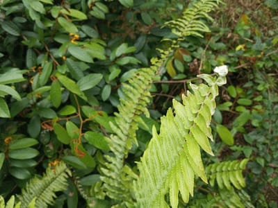 The scene depicts a close-up of dense, lush vegetation in Kanand, India. A prominent, vibrant green fern frond occupies the lower right and central areas, extending upwards. This frond exhibits numerous elongated, serrated leaflets. At its apex, a coiled, pale green to white structure, consistent with a young, unfurling frond or bud, is visible. The background and left side of the frame are filled with a thick mass of smaller, oval-shaped green leaves on slender, reddish-brown stems. Scattered among this background foliage are small clusters of yellow objects, identified as tiny flowers or berries. The environment is entirely natural, devoid of human presence, artificial objects, or discernible actions.