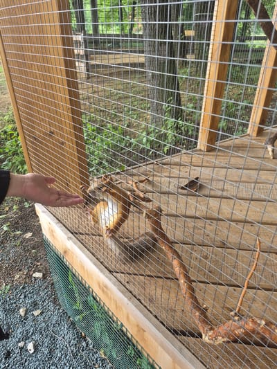 An individual's hand is extended through a wire fence towards a small, light brown mammal with a white belly, which is reaching out with its paws. The mammal appears to be a marmot or similar rodent, and is on a wooden platform inside a fenced enclosure. The enclosure has wooden posts and a wire mesh. Outside the enclosure, there is gravel and some greenery. The background shows trees and foliage, suggesting an outdoor setting. The scene is likely at a zoo or animal sanctuary in Volzhskii, Russia.