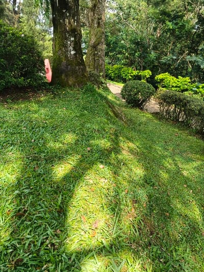 Lush green grass covers a sloped terrain, dappled with sunlight and shadows. Two thick trees dominate the background, their mossy trunks partially obscuring a glimpse of a red structure. Manicured bushes and shrubs line a pathway, adding depth to the verdant scene. The overall impression is one of a well-maintained park or garden, rich with natural textures and subtle colors.