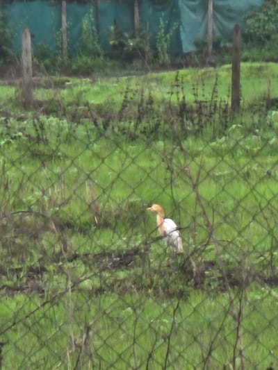 An adult cattle egret stands in a grassy field, viewed through a wire fence. The bird has light brown plumage on its head and neck, with white on its body and wings. It is facing left with its beak slightly open. The field is lush green with some dry grass stalks visible. In the background, there are two wooden posts and a dark green tarpaulin-like structure. The overall environment suggests an outdoor, possibly agricultural or undeveloped area. The image does not contain any specific identifiable landmarks to confirm its location in Sandshi, India.