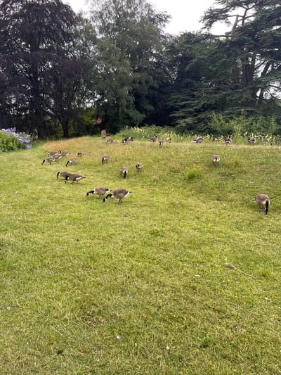 This media file captures a flock of Canada geese grazing on a lush green lawn. The scene is set in a park-like environment, with tall trees and dense foliage forming a dark, verdant backdrop on the left side of the frame. The grass is a vibrant green, dotted with small yellow wildflowers and scattered patches of drier, straw-colored blades, suggesting a natural, unmanicured setting.
The geese are the primary subjects, with numerous individuals scattered across the lawn, some walking, others bending down to feed. They exhibit the characteristic black heads and necks, white chinstraps, and brown bodies. The overall atmosphere is peaceful and serene, indicative of a calm, perhaps late spring or summer day. The lighting suggests it is daytime, with soft light illuminating the grassy area. There are no visible human subjects or manufactured objects, apart from a hint of what might be a wooden bench nestled among the trees on the far left. The scene's location in Stoke-on-Trent, United Kingdom, implies a temperate climate, consistent with the verdant landscape. No text is visible in the image.