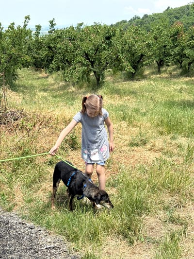 A landscape-oriented photograph captures a young girl walking a dog outdoors on a bright, sunny day. The girl, with light-colored hair tied in a ponytail, is seen from behind and slightly to her right. She wears a light-colored t-shirt or dress with what appears to be a cartoon character (possibly a llama) and some visible text or graphics. She holds a bright green leash that leads to a black or very dark brown dog, which has tan markings on its legs and is wearing a blue harness. The dog is positioned in front of the girl, looking down at the grass, seemingly sniffing or investigating the ground.
They are situated in a grassy area, where the grass is a mix of vibrant green and drier, yellowish patches. To the left, a row of lush green trees, likely an orchard, extends into the background. The sky, visible at the top left, is clear and light blue with faint clouds. On the far right of the image, a strip of dark, textured ground, possibly asphalt or gravel, indicates a path or road. The scene suggests a relaxed outdoor activity in a rural or semi-rural setting, consistent with the Grocka Urban Municipality in Serbia. The bright sunlight indicates it is daytime, likely mid-morning or afternoon. No distinct emotions are discernible from the subjects' partially visible faces.