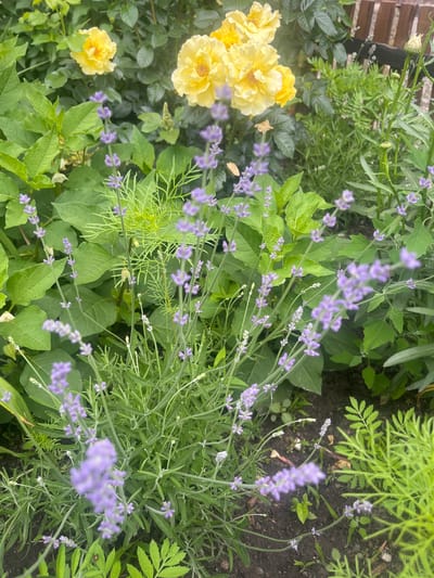 The image displays a close-up view of a garden bed in Vasylkiv, Ukraine. In the foreground, a cluster of lavender plants with purple flowers is prominent. Behind the lavender, large green leaves are visible, interspersed with yellow roses. The background includes a wooden fence, suggesting the garden is adjacent to a property. The soil is dark and appears moist. The lighting suggests it is daytime, with a slightly overcast sky. No people or animals are visible in the frame. The scene is a naturalistic outdoor setting.