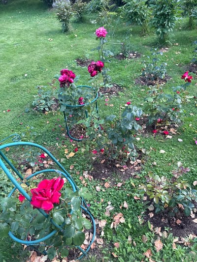This image captures a garden scene with blooming rose bushes, located in Yukki, Russia. The garden features several rose plants in various stages of bloom, with vibrant pink and deep red flowers. Some roses are supported by green metal trellises. The ground is covered in green grass, interspersed with fallen leaves and petals, suggesting an autumn setting. In the background, there are other leafy plants and shrubs. The overall environment appears to be a well-maintained garden space, likely a private residence or park, devoid of any human presence.