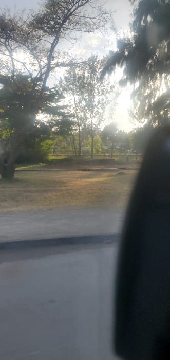 A sunlit park view through a car window. Trees with bare branches and green foliage line the edge of a grassy field. A dark object is visible at the top of the frame, possibly the interior of the vehicle. The scene has bright, diffused lighting, suggesting early morning or late afternoon. The right side of the frame is filled with a grey surface, obscuring part of the view.
