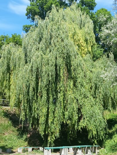In Oleksandriia, Ukraine, a large weeping willow tree dominates the scene, its long, slender branches cascading downwards, creating a dense canopy. The tree is situated on a grassy slope with lush green vegetation and some visible patches of yellowing leaves, suggesting late summer or early autumn. In the foreground, a row of simple concrete benches with green wooden slats are positioned, hinting at a public park or resting area. The background reveals more trees and a bright blue sky with scattered white clouds, indicating a clear, sunny day. The overall impression is one of a serene, natural setting within the city.