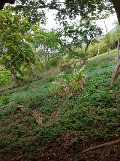The image depicts a lush, green hillside covered in dense vegetation, including trees, bushes, and ground cover. The scene is likely a natural setting, possibly a forest or agricultural land given the presence of what appears to be an irrigation pipe running along the left side of the frame. The ground is uneven and slopes upwards, with visible tree roots and scattered rocks.
In the mid-ground, a patch of taller, dried-out vegetation stands out against the surrounding greenery. Further back, some weathered brick structures are partially visible, suggesting remnants of an older building or agricultural setup. The overall impression is one of a somewhat wild and untamed environment.
The time of day appears to be overcast, with diffused light illuminating the scene. There are no people or animals visible in the image. The foliage is predominantly shades of green, with some brown hues from dried leaves and branches on the ground and in the vegetation. The location is identified as Atamo Sur, Venezuela, which aligns with the tropical or subtropical appearance of the vegetation. No text is visible in the image.