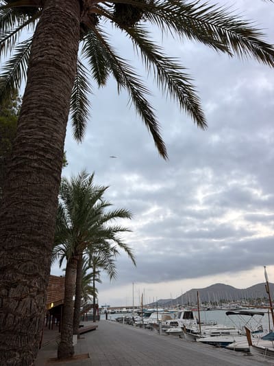 An outdoor, low-angle, full shot captures a view of a waterfront promenade in Port d'Alcúdia, Spain, under a cloudy sky. The left side of the frame is dominated by the textured bark of a large palm tree trunk, with its fronds extending upward and to the right. Beyond the palm tree, more palm trees are visible, along with a wooden walkway leading to buildings with covered seating areas. The promenade itself is paved with interlocking rectangular stones and runs along the right side of the image. A row of docked boats, including sailboats and motorboats, are moored in the water to the right of the promenade. In the background, a line of hills or mountains forms the horizon, and a single bird is seen flying in the sky. The overall scene is a calm, overcast day at a marina.