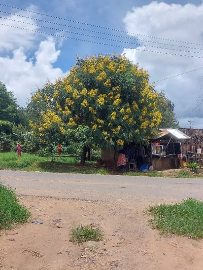 This image depicts a roadside scene in Kimamba, Tanzania, under a partially cloudy blue sky. In the foreground, a dirt path with patches of green grass leads to a two-lane paved road that traverses the midground horizontally. On the right side of the road, a makeshift stall or small shop, constructed with wooden elements and a corrugated metal roof, operates beneath a large tree heavily adorned with yellow blossoms and green foliage. Multiple individuals are present at the stall; one person, visible from the back, wears a red and white patterned garment and interacts with items, while another is partially obscured. A blue bucket rests on the ground near the stall, which displays various products. On the left side of the road, a grassy embankment slopes upwards, where two individuals are visible: one in a pink garment stands further back, and another in a red garment is closer to the road. The background consists of dense green trees and foliage. Several utility lines extend horizontally across the upper portion of the sky, connected to a visible utility pole on the far right.
