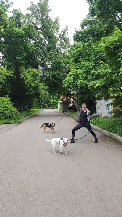 This outdoor image captures a dynamic scene of a person walking two dogs on a paved path, likely in a park or a green area. The person, appearing to be a young adult female with dark hair, is smiling broadly and is mid-action, leaning backward with outstretched arms. She wears a black long-sleeved top, black leggings, a grey/khaki jacket, and dark shoes with red accents. She holds two dog leashes, one blue and one purple.
Two dogs accompany her. On the right, a white dog, possibly a bull terrier mix, wears a red collar and a harness. It appears playful, with its mouth open, looking towards the person in a lively stance. To the left, a brown and black dog, possibly a beagle mix, wearing a dark harness, walks on the path, looking forward.
The activity depicted is a joyful dog walk, with the person's smile and the dogs' expressions indicating an engaging and active outing. The setting is characterized by abundant green foliage; large, leafy trees form a dense canopy in the background and along the left side of the path, while green bushes line the right. The path itself is a light grey paved surface, curving gently into the distance. In the background, a weathered building with indistinct posters or graffiti is visible, along with a smaller structure further down the path.
The time of day appears to be daytime, with soft, diffused light suggesting an overcast sky. No direct sunlight or harsh shadows are present. The overall atmosphere is cheerful and active. While specific text on the distant building is illegible, the scene reflects a typical recreational area, consistent with a location such as Glukhovo, Russia.