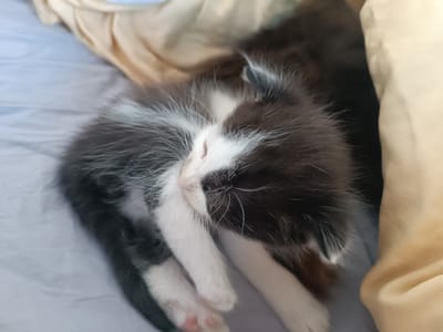 A black and white kitten is curled up and sleeping on a light blue surface, possibly a bed or sofa. A tan-colored cloth is draped behind and to the right of the kitten, creating a cozy, tucked-in appearance. The kitten's fur is fluffy, with distinct patches of white on its chest, paws, and face, including a white blaze running down its nose. Its eyes are closed, and its head is resting on its body. The image is taken from a top-down perspective, focusing closely on the sleeping kitten. The setting does not provide specific indicators for a city location.