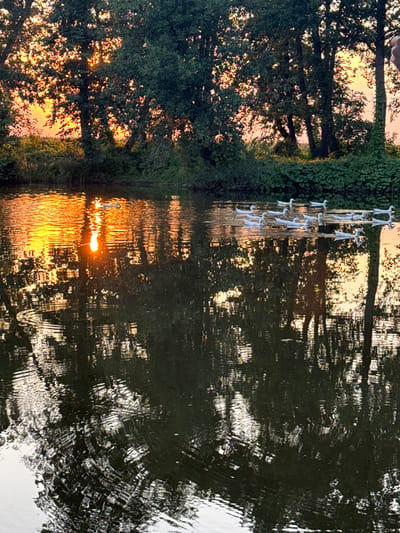 The image depicts a tranquil natural scene at sunset in a body of water, likely a river or lake, in or near Борискино, Russia. The sky is illuminated with the warm, golden and orange hues of the setting sun, which is partially obscured by the dense foliage of trees lining the bank. Sunlight reflects vibrantly on the water's surface, creating shimmering patterns and highlighting the movement of ripples. A flock of white ducks is visible swimming in a formation across the water. The trees, with their dark green leaves, cast reflections onto the water, adding to the depth and texture of the scene. The environment suggests a peaceful, natural setting, possibly a park or a rural area, away from urban development, consistent with locations in or around Борискино.