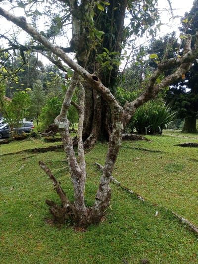 The image captures a static outdoor scene in a park or garden environment within Pachmarhi, India. In the foreground, a multi-trunked, gnarled tree or large bush with mottled grey and white bark, exhibiting bare branches and sparse green leaves, stands rooted in short, vibrant green grass. A small, rectangular white object is affixed to one of its branches. Behind this, a significantly larger tree with a thick, dark trunk and prominent surface roots extends across the grassy terrain, contributing to the dense green foliage that fills the midground. To the left, several light-colored vehicles are parked on an unseen paved surface, partially obscured by intervening vegetation. The background features a mix of broadleaf and coniferous trees, along with other tall, leafy plants, under what appears to be an overcast or bright diffused sky. No individuals, animals, or explicit actions are visible within the frame.
