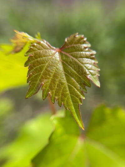 An extreme close-up shot focuses on a single, young green leaf with serrated edges and prominent veins. The leaf is tinged with red along its edges and appears to be growing from a reddish stem. The background is a blur of green and yellow foliage, suggesting an outdoor environment. No people, buildings, or recognizable city landmarks are visible. The image is a macro photograph of a plant. The location in the city of Popasne, Ukraine, is not identifiable from the visual information provided in the image.