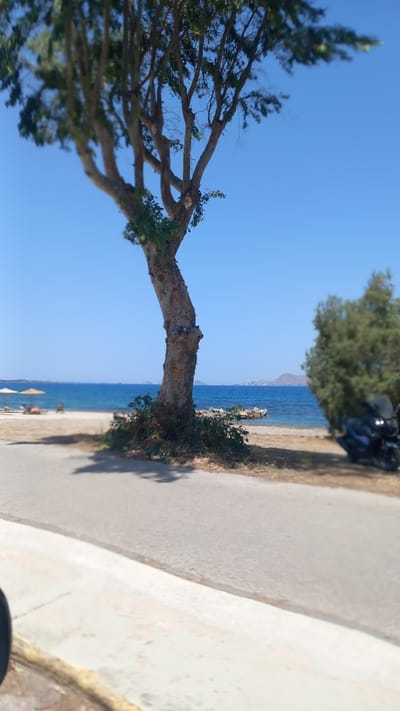 A tree with a rough, multi-colored trunk stands prominently in the foreground, casting a shadow on an asphalt road. Behind the tree, a beach with sand and rocks meets the blue sea under a clear sky. On the beach, two umbrellas are visible, with people relaxing underneath them. To the right of the tree, a dark motorcycle is parked. In the distance, landmasses with buildings are visible across the water, suggesting a coastal town or island. The image appears to have been taken on a sunny day.