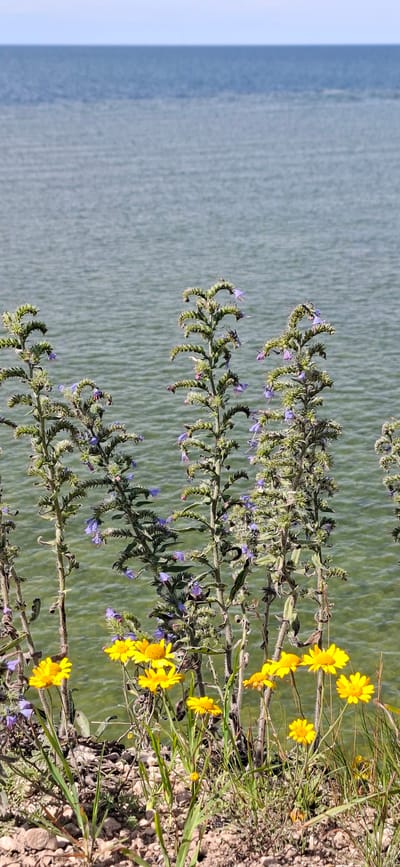 The image depicts a natural scene with a body of water in the background and foreground vegetation. The water, likely a lake or sea, is a muted greenish-blue with visible ripples. The horizon line separates the water from a pale blue sky. In the foreground, several tall, slender plants with thin, spikey leaves and small purple flowers are clustered together. Among these plants, a patch of bright yellow daisy-like flowers is visible near the bottom of the frame. The ground beneath the vegetation is covered with small stones and dry grasses. There are no people or man-made structures visible in the image. The scene appears to be a natural landscape, possibly a lakeside or coastal area.
