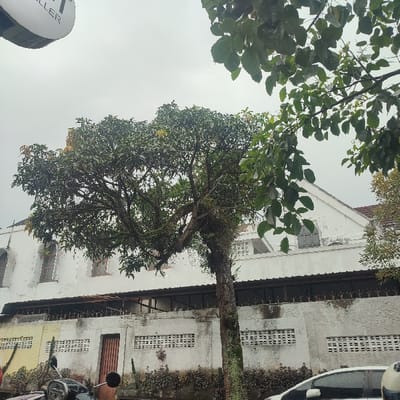 The image captures a static outdoor scene under an overcast sky in Sukabumi, Indonesia. A large, mature tree with dense green foliage and a textured, moss-covered trunk occupies the center-left. Behind the tree, a weathered concrete wall with repeating rectangular ventilation blocks spans the midground. A dark brown wooden door is set into this wall on the left side. Above the wall, a dark, corrugated metal awning or roof is visible, topped by a metal railing structure. In the background, a multi-story white building with a pitched roof and several windows (some arched, some rectangular) stands, exhibiting some signs of discoloration and wear.
In the lower left foreground, the front section of a dark-colored scooter or motorcycle is visible, including its handlebars and front wheel. In the lower right foreground, a portion of the front end of a white car, including its headlight and fender, is present. Sparse green and brown vegetation grows along the base of the concrete wall. In the upper left corner, a partial view of a white circular sign, displaying the letters "LLER" and "T", hangs from an unseen support. No human figures or direct interactions are visible within the scene.