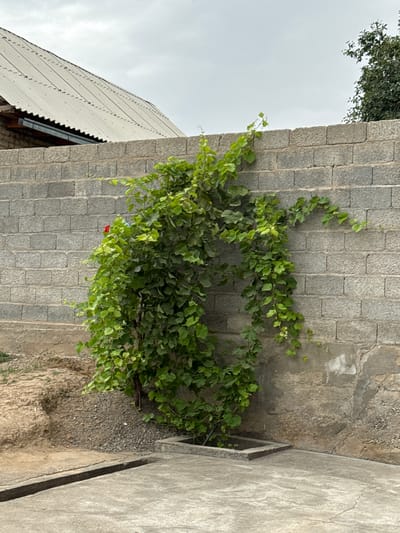 The image shows a lush green vine growing up a grey brick wall. The vine has numerous leaves and appears to be healthy and vibrant. To the left of the brick wall, a portion of a building with a corrugated metal roof is visible. The sky is overcast and appears to be a dull grey, suggesting a cloudy day. The ground below the vine is covered in gravel and dirt. To the right of the brick wall, a concrete surface with a slight slope leads to a dark opening, possibly a drain or grate. The overall scene depicts an outdoor setting with natural elements intertwined with man-made structures. There is no visible text in the image.