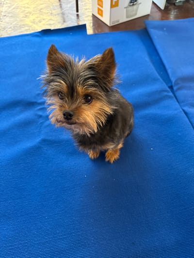 A small Yorkshire Terrier dog is the subject of this image, resting on a vibrant blue surface, which appears to be fabric, possibly a blanket or upholstery. The dog is positioned on its side, with its head turned towards the camera, looking upwards. Its fur is a mix of black and tan, characteristic of the breed, and appears somewhat tousled, giving it a slightly wild or playful look. The dog's eyes are dark and expressive, and its nose is black and wet.
The background is dominated by the bright blue surface, with some subtle texture visible, suggesting a woven material. To the left of the dog, there are hints of other objects, including what looks like part of a cardboard box with some printed text and graphics, one of which is partially visible and appears to be orange with a white outline. The lighting in the image suggests it was taken indoors, possibly during the daytime, as there are no strong shadows indicating artificial light.
The overall mood of the image is endearing, with the dog's curious gaze and slightly disheveled appearance creating a sense of innocence and charm. The setting appears to be domestic or informal, given the presence of the cardboard box and the casual placement of the dog on the blue surface. There is no explicit indication of the time of day, weather, or a specific event taking place, other than the dog resting. The visible text on the box is too fragmented to be deciphered.