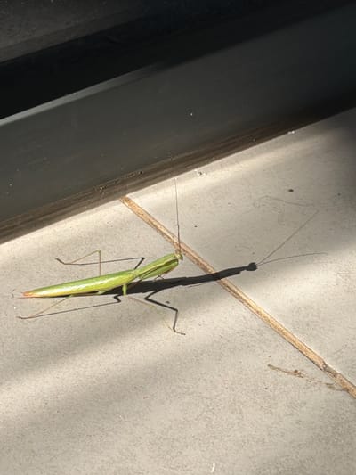 A green praying mantis is resting on a light gray tile surface with a brown grout line. The mantis is oriented vertically in the frame, with its head towards the top of the image and its abdomen towards the bottom. A shadow of the mantis is cast on the tile surface, indicating a strong light source. To the left of the mantis is a dark, possibly black, vertical surface. The exact location in Pemba, Mozambique cannot be determined from the image.