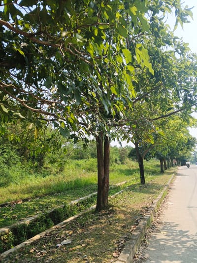 The image captures a roadside scene in Cibungbulang, Indonesia, on a bright, clear day. A row of trees with dense green foliage lines the left side of a paved road. The trees have rough, brown bark and their branches extend over the grassy verge. A concrete drainage channel runs alongside the verge, filled with grass and fallen leaves. Beyond the trees and verge, a dense area of green vegetation is visible, indicating a natural or undeveloped landscape. The road itself is grey asphalt and appears to be a two-lane road, with one lane receding into the distance. In the background, a person is walking on the side of the road, and a scooter or motorcycle with a rider is approaching from further down the road. A speed limit sign is also visible on the right side of the road. The overall impression is a semi-rural or suburban environment with ample greenery.