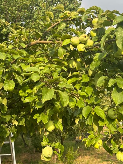 This is a photograph of an apple tree laden with numerous green apples. The apples vary in size and some show imperfections on their skin. They are clustered on branches amidst a dense canopy of green leaves, with some dappled sunlight filtering through. The background is out of focus, showing more greenery and what appears to be dry grass or earth, suggesting an outdoor, possibly rural setting. A hint of a metal railing is visible in the lower right corner. The image is taken from a slightly upward angle, emphasizing the abundance of fruit. The lighting suggests it is daytime, likely late afternoon or early morning due to the warm tones. There is no visible text in the image.