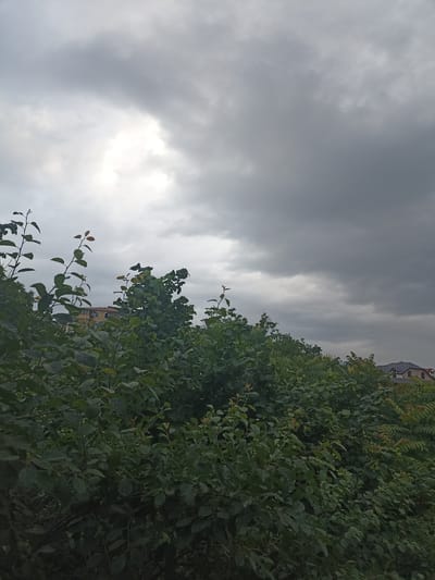 The image depicts a dense canopy of green foliage in the foreground, with lush trees and plants obscuring much of the background. The leaves are a mix of deep green and some lighter, possibly new growth, with a few tinges of red or orange suggesting autumn is approaching or a specific type of tree. Peeking through the leaves on the left side of the frame is a building with a light-colored facade and multiple windows, possibly an apartment complex or hotel. On the right side, a portion of a residential building with a dark, gabled roof and arched windows is visible, nestled behind the greenery.
The sky above is overcast with heavy, dark gray clouds that dominate the upper half of the image. There is a brighter patch of light breaking through the clouds in the upper left, suggesting either the sun attempting to shine through or a lighter cloud formation. The overall impression of the sky is one of an impending storm or a generally gloomy day.
No people or specific activities are visible. The scene appears to be a natural landscape with some man-made structures integrated within it, possibly on the outskirts of a town or in a rural area. The time of day is difficult to pinpoint precisely due to the overcast conditions, but the lighting suggests it is daytime. The weather appears to be cloudy and potentially damp or about to rain. The location context of Gusar, Azerbaijan, implies a mountainous or hilly terrain, which could be consistent with the dense vegetation shown. There is no visible text in the image.