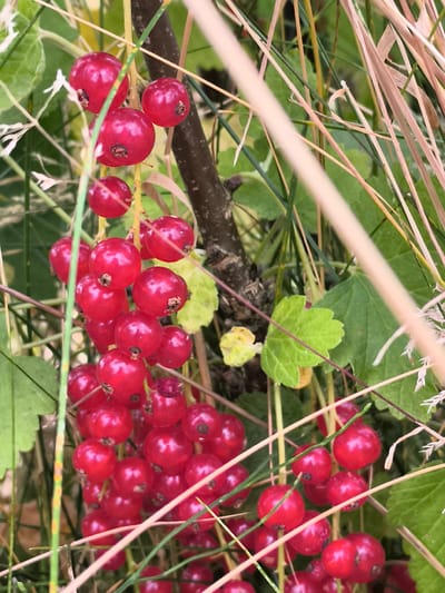 A close-up, outdoor, eye-level shot focuses on a cluster of ripe red currants hanging from a branch. The berries are round, plump, and a vibrant red, with small dark stems where they attach to the branch. The branch itself is dark brown and rough, with several smaller green stems supporting the currants. In the background, blurred green leaves and blades of grass create a natural, overgrown setting. Several dry, straw-colored blades of grass extend diagonally across the frame, partially obscuring the currants and branches. The scene is likely in a garden or natural area, possibly in Warmenhuizen, Netherlands, given the typical flora. There are no people or animals visible in the image.