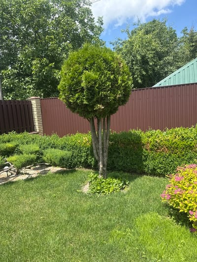 A medium shot captures a well-manicured garden with a prominent spherical evergreen tree as the central focus. The tree stands on a patch of green ground cover, its trunk splitting into three main branches supporting a dense, rounded canopy. Behind the tree, a tall, corrugated metal fence, a deep brown color, forms the backdrop. The fence is topped by a green metal roof on the right side of the frame. The garden floor is a lush green lawn, interspersed with various low-lying green shrubs and some with small pink flowers on the right. A brick and stone pillar borders the left side of the fence. The scene is outdoors on a bright, sunny day, indicated by the clear blue sky with scattered white clouds. The setting is likely a residential garden in the city of Hraniv, Ukraine.