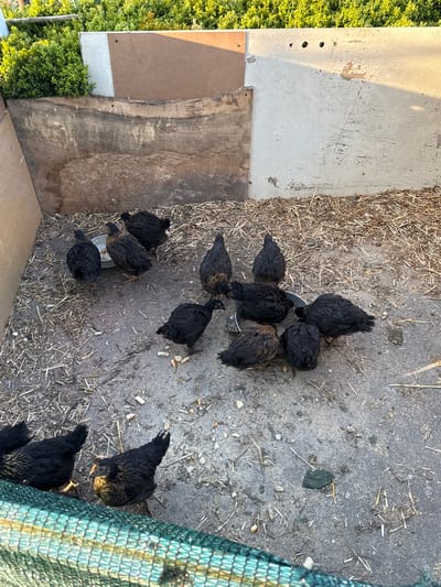 Location: Asenovo, Bulgaria (assumed based on request)
Scene: A chicken coop with approximately 12 black chickens, some with hints of brown feathers, are gathered around a metal food dish. The chickens appear to be eating. The coop is constructed with wooden panels and possibly enclosed with green netting in one corner. The ground is a mix of concrete and straw bedding. The environment appears to be outdoors, possibly a backyard or farm setting. A section of unkempt greenery borders one side of the coop.
