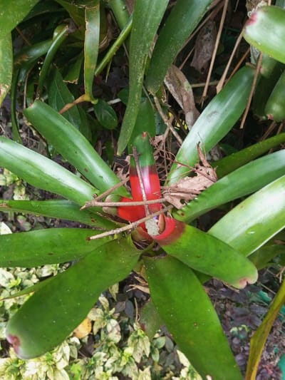 This close-up image captures a vibrant bromeliad plant, likely a Neoregelia species, nestled within a lush green environment. The main subject is the bromeliad, characterized by a rosette of broad, smooth leaves. The outer leaves are a rich green, while the inner leaves, particularly towards the center of the plant, exhibit a striking transition from green to a vivid, glossy red. One prominent leaf in the center is almost entirely crimson, with another showing significant red coloration around its edges.
Several thin, dry twigs and some fallen brown leaves are resting across the center of the bromeliad, partially obscuring the red foliage. In the background, other green plants and foliage are visible, creating a dense, natural setting. Towards the bottom left, lighter green, possibly variegated, ground cover plants can be seen.
The lighting is diffused, suggesting it is daytime, possibly under an overcast sky or in a shaded area, as there are no harsh shadows. No specific activity or event is taking place; the image is a static portrayal of the plant. The presence of such flora is consistent with the tropical climate of Bijanwada, India. There is no visible text in the image.